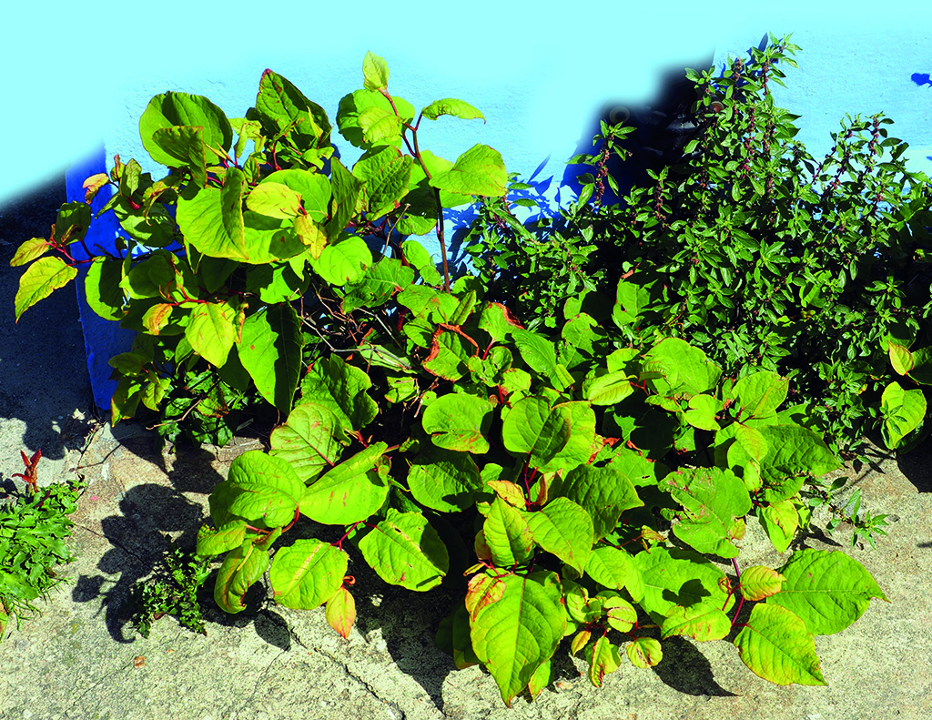 rexfeatures_8882179c